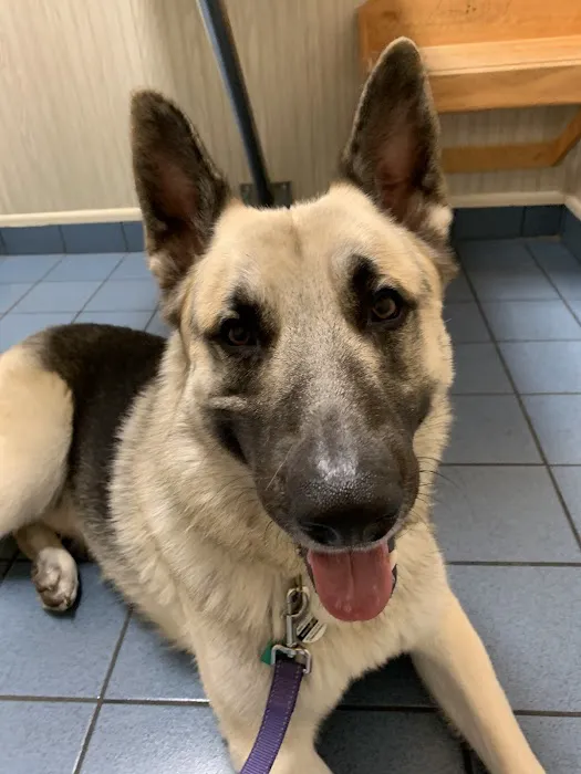 Sommers Veterinary Hospital Picture 5