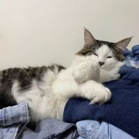 Fulton County Veterinary Clinic ico