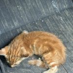 Lake Hartwell Veterinary Clinic