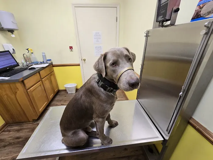 Platt Springs Road Animal Clinic Picture 3