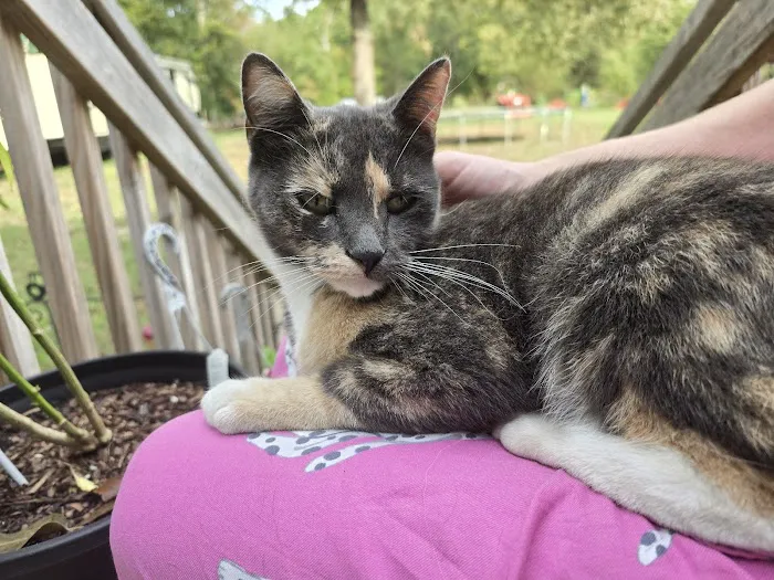 Platt Springs Road Animal Clinic Picture 7