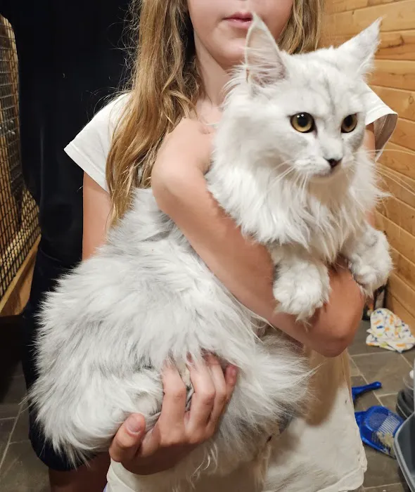 Palmetto Moon Maine Coons Picture 3