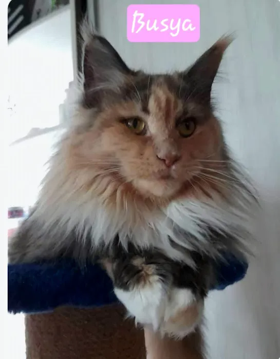 Palmetto Moon Maine Coons Picture 1