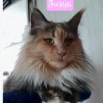 Palmetto Moon Maine Coons