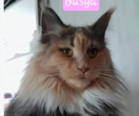 Palmetto Moon Maine Coons