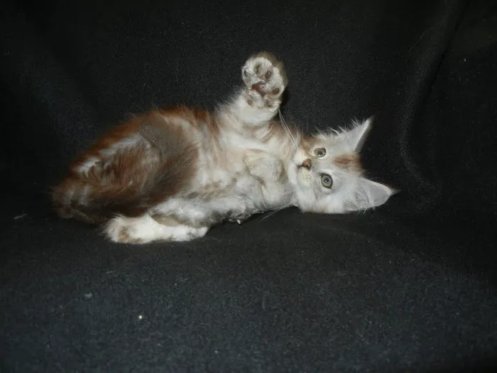 Palmetto Moon Maine Coons Picture 2