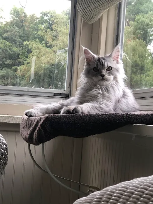 Palmetto Moon Maine Coons Picture 5