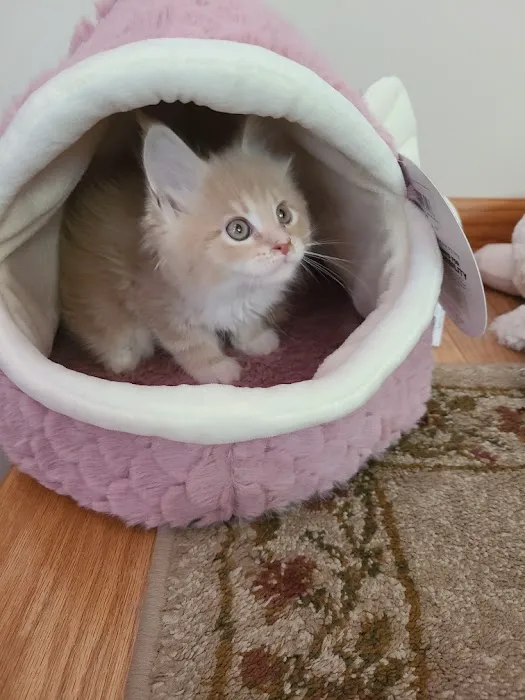 Palmetto Moon Maine Coons Picture 6