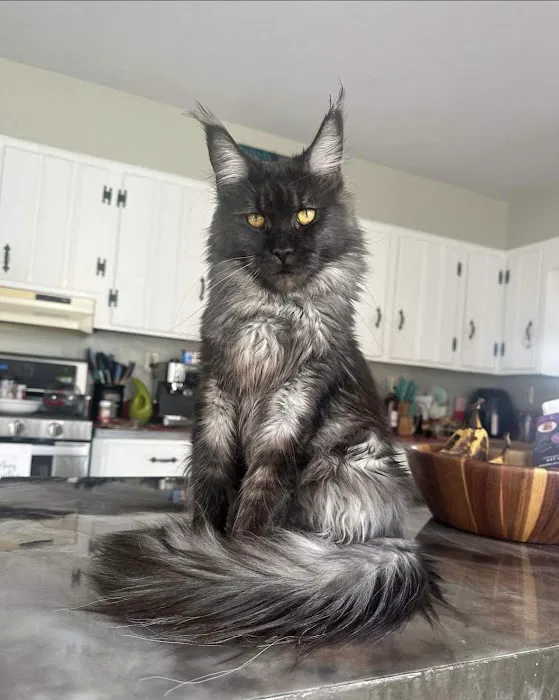 Palmetto Moon Maine Coons Picture 8