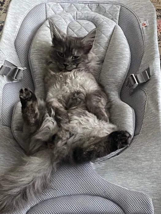 Palmetto Moon Maine Coons Picture 7