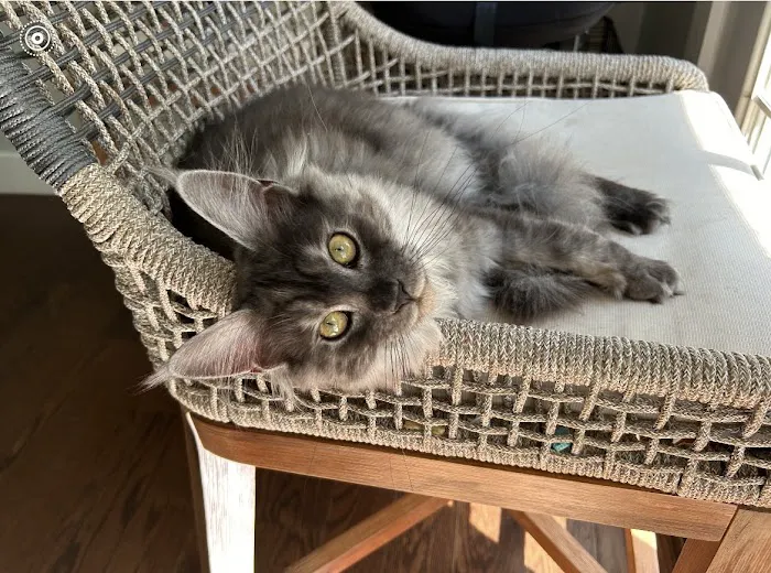 Palmetto Moon Maine Coons Picture 4