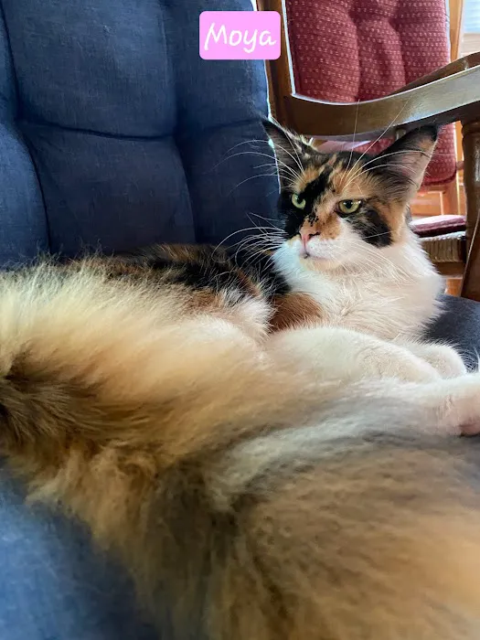 Palmetto Moon Maine Coons Picture 9