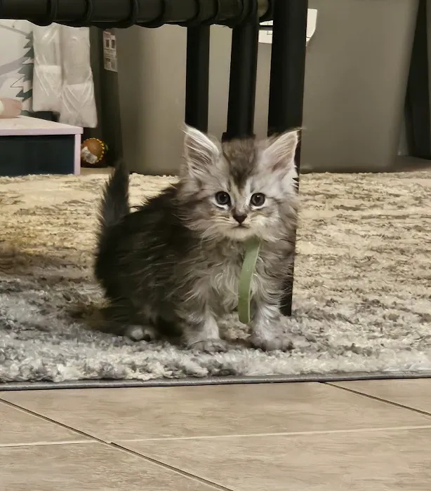 Palmetto Moon Maine Coons Picture 10