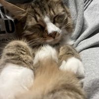 Crossroads Veterinary Services ico