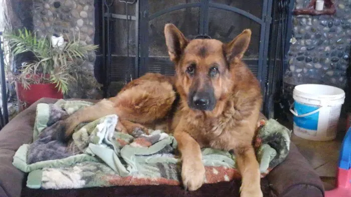 Crossroads Veterinary Services Picture 5