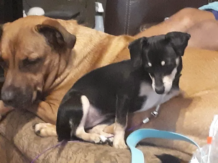 Banfield Pet Hospital Picture 1