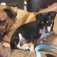 Banfield Pet Hospital ico
