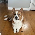 Cherokee Trail Veterinary Hospital