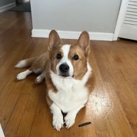 Cherokee Trail Veterinary Hospital ico