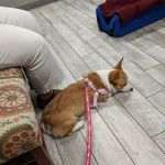 Millcreek Animal Hospital