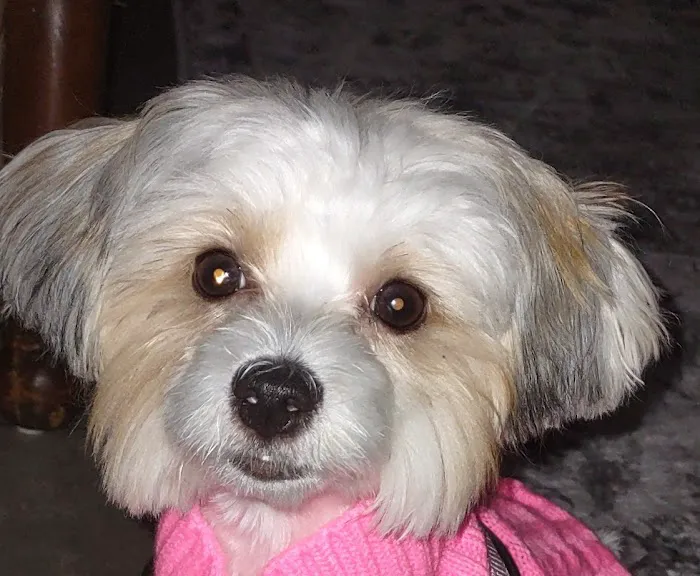Birchwood Veterinary Hospital Picture 4