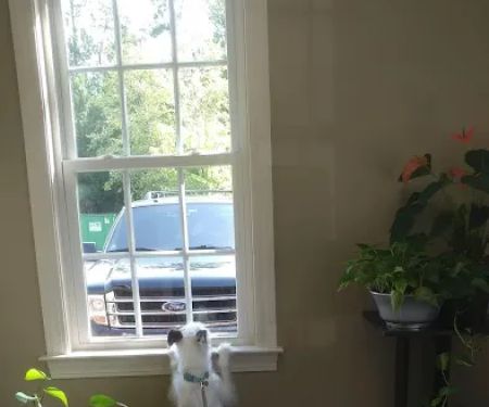 Birchwood Veterinary Hospital
