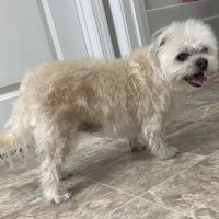 Lexington Animal Clinic ico