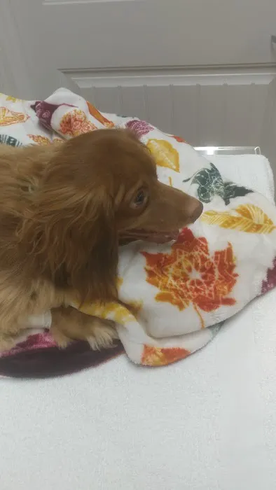 Sunrise Vet Hospital Picture 8
