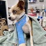 Sharp Mountain Animal Hospital