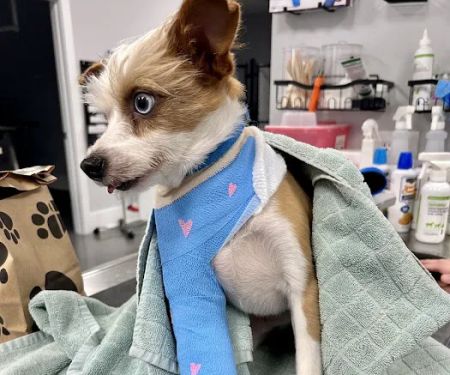 Sharp Mountain Animal Hospital