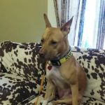 Atlanta Center for Animal Osteopathy