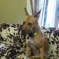 Atlanta Center for Animal Osteopathy ico