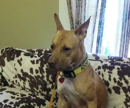 Atlanta Center for Animal Osteopathy