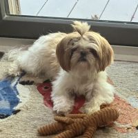Wayside Animal Hospital at Foothills ico