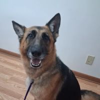 Ball Ground Animal Hospital ico