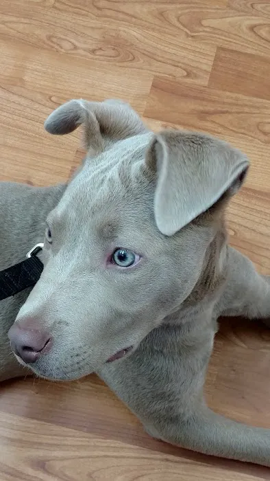 Ball Ground Animal Hospital Picture 9