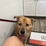 College Road Animal Hospital
