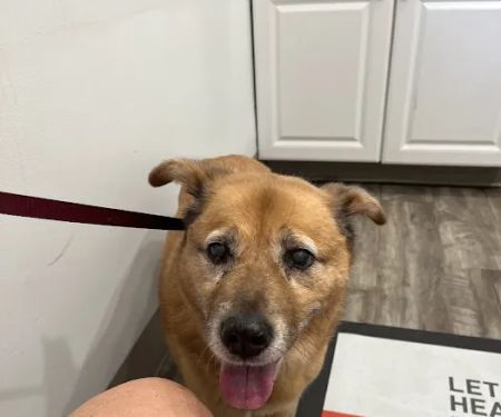 College Road Animal Hospital