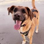 Sandy Paws Animal Hospital