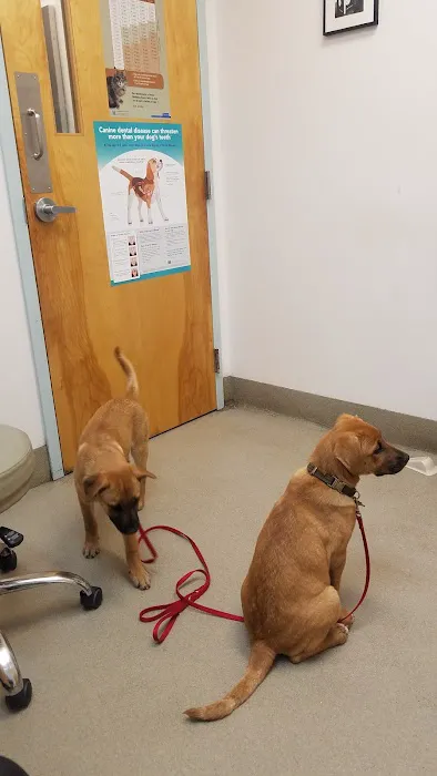 Port City Animal Hospital Picture 1