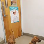 Port City Animal Hospital