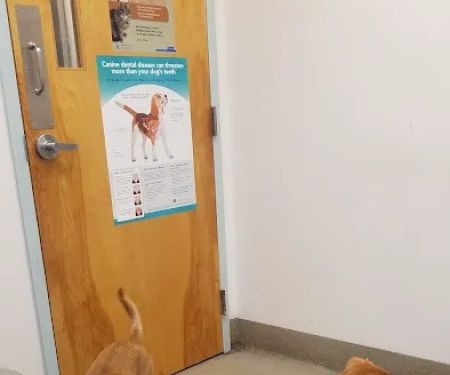 Port City Animal Hospital