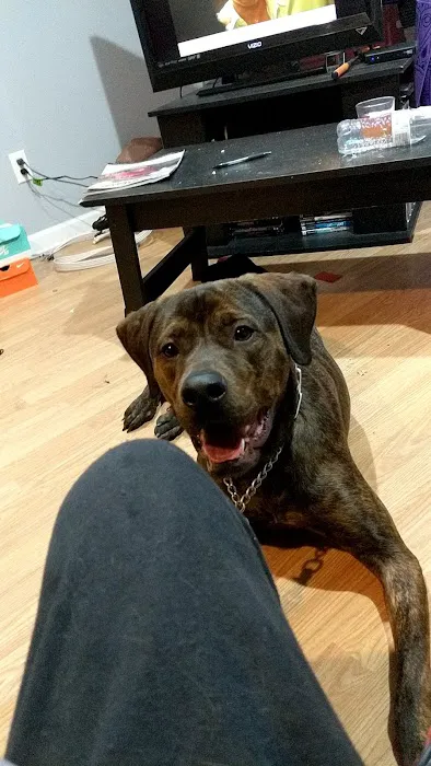 Port City Animal Hospital Picture 5