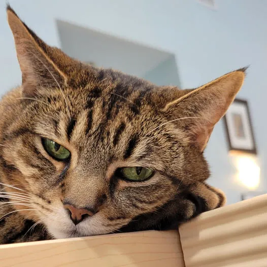 Port City Animal Hospital Picture 2