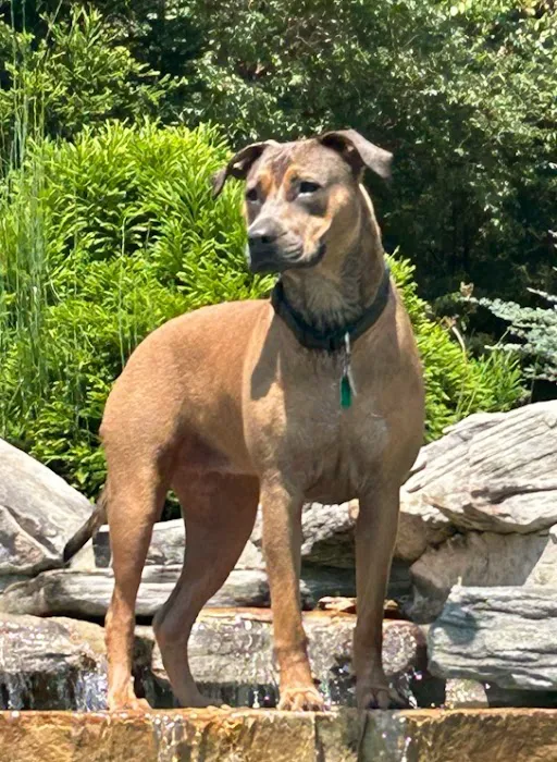 Port City Animal Hospital Picture 4