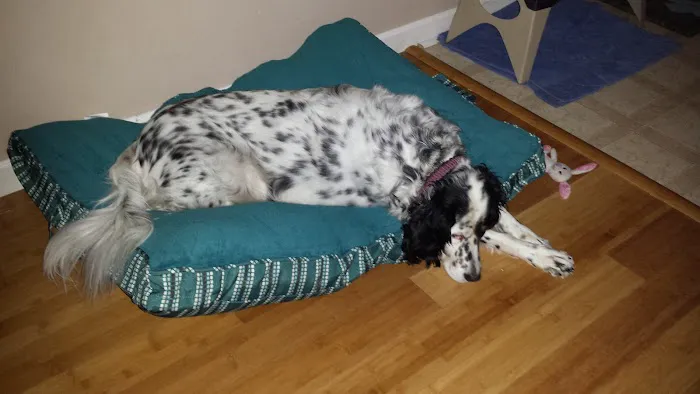 Port City Animal Hospital Picture 8