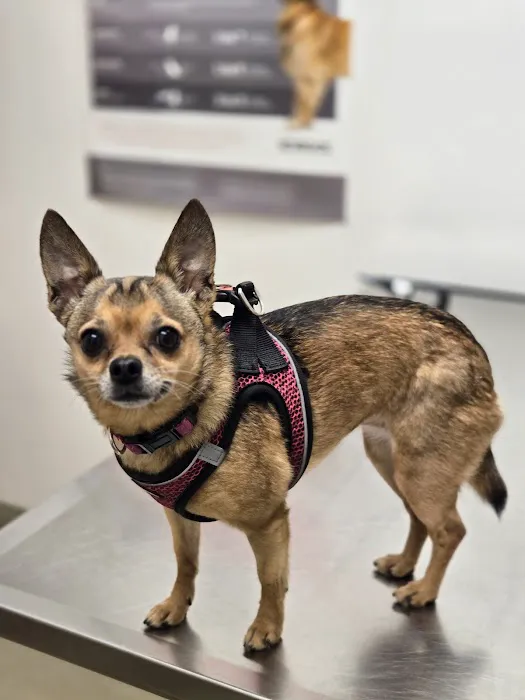 Port City Animal Hospital Picture 6