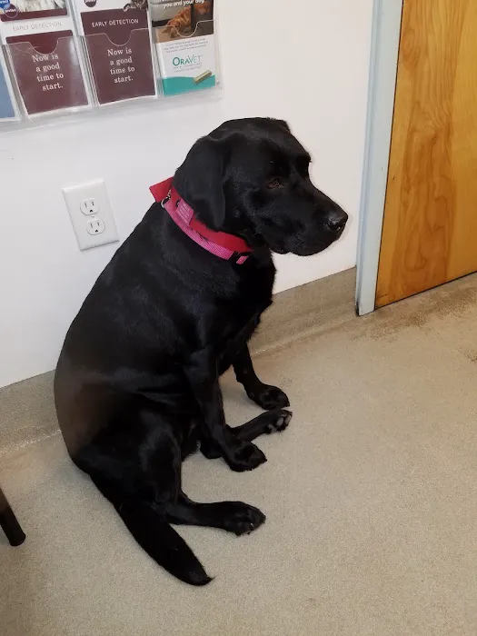 Port City Animal Hospital Picture 7