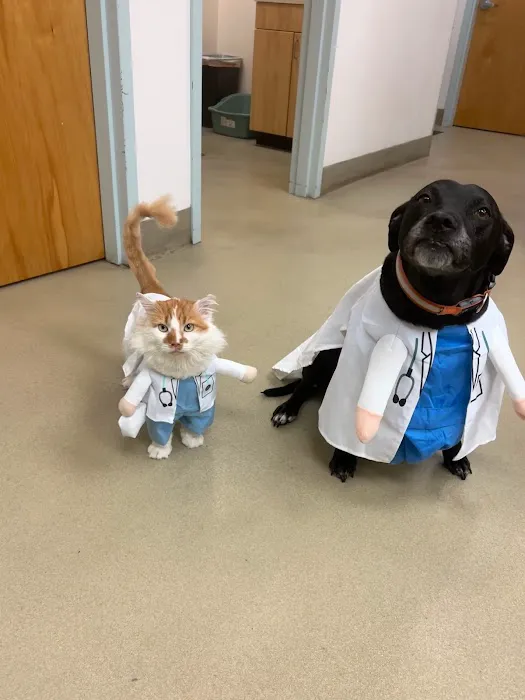 Port City Animal Hospital Picture 10