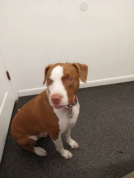Coastal Carolina Animal Hospital Picture 2